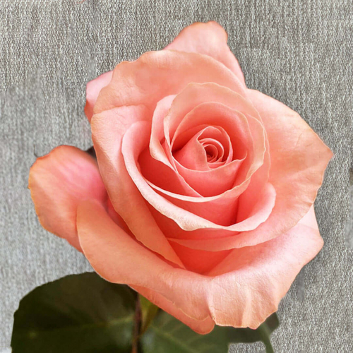 Сорта Роз, ассортимент цветов